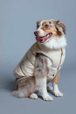 Pets Winter Cloths